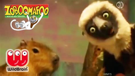 Zoboomafoo Pbs Kids