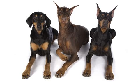 Doberman Ears Cropped Vs Uncropped: Which is Better? - Healthy Homemade Dog Treats