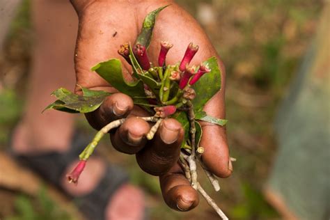 Clove Propagation Methods: Learn How To Propagate A Clove Tree