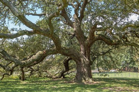 Emancipation Oak - Encyclopedia Virginia