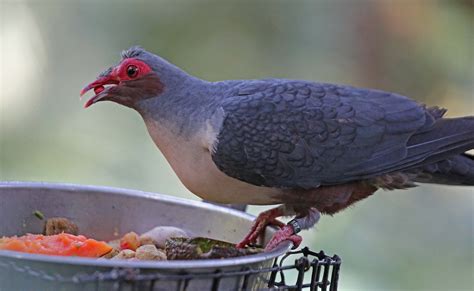 Papuan mountain pigeon - Alchetron, The Free Social Encyclopedia