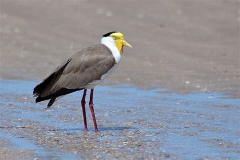 Definitive Guide To Masked Lapwing Facts, Habitat, Conservation Status ...