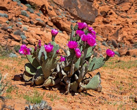 Beavertail Cactus Photograph by Stephen Whalen - Fine Art America