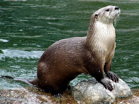 Nature Notes: River Otters - Harpswell Heritage Land Trust