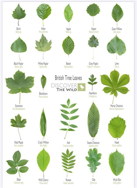 Tree Recognition Charts