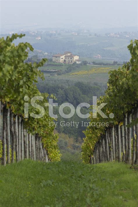 Vineyards Of Tuscany Stock Photo | Royalty-Free | FreeImages