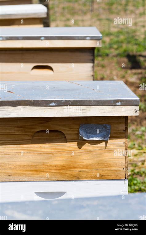 Installation of bee hives at new location Stock Photo - Alamy