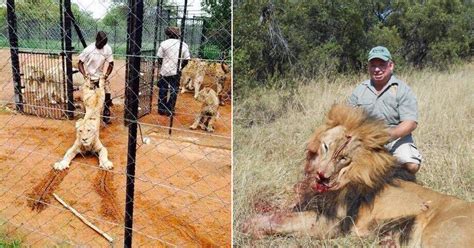 Crían leones en granjas para que cazadores puedan matarlos — Pagaron ...