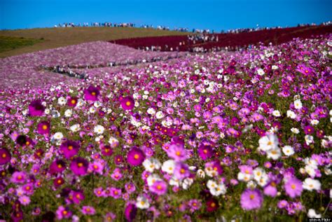 Hitachi Seaside Park In The Spring Is One More Reason To Love Japan ...