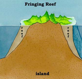 Coral Reef: Formation