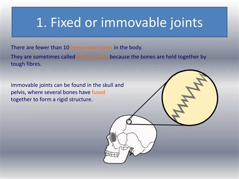 PPT - Joints and their classifications PowerPoint Presentation, free download - ID:2514683