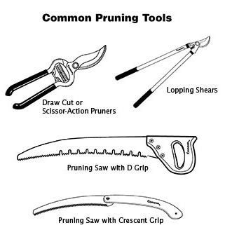 Essential Tools for Pruning Fruit Trees // Missouri Environment and Garden News Article ...