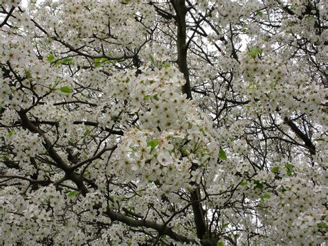 Flowering Spring Tree | Trees| Free Nature Pictures by ForestWander ...