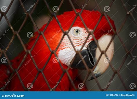 Red Macaw in bird cage stock photo. Image of life, close - 29126776