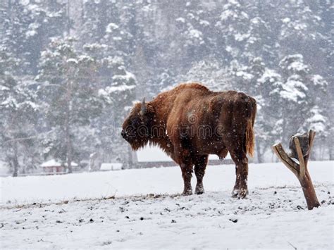 European Bison Bison Bonasus in Natural Habitat Stock Photo - Image of head, bull: 108140964