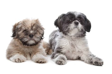 More About the Shih Tzu Lhasa Apso Mix aka the Shih Apso - Dogable