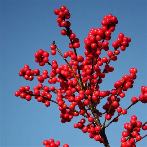 Magical Berry Winterberry, Ilex | American Meadows