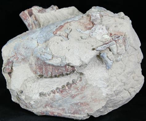 Oreodont Fossils For Sale - FossilEra.com