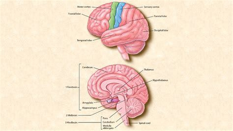 ⭐ What part of the brain controls muscle memory. Frontal lobe ...