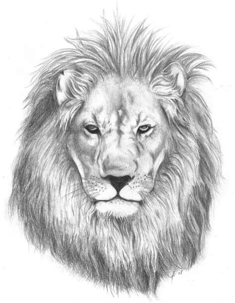 Lion Face Pencil Drawing at PaintingValley.com | Explore collection of Lion Face Pencil Drawing