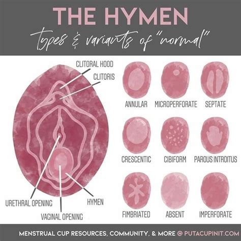 the hymen types and functions of normal human body organs diagram, labeled in pink on white ...