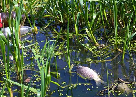 Effects of Water Pollution on human, animals and plants