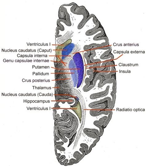 Internal capsule - wikidoc