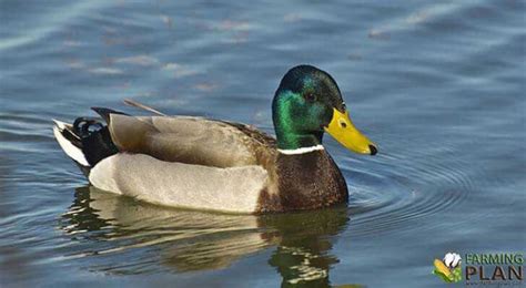 Mallard Duck: The Easiest Bird To Identify - Farming Plan