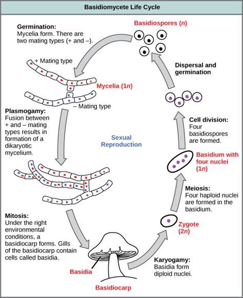 Fungi | Boundless Microbiology