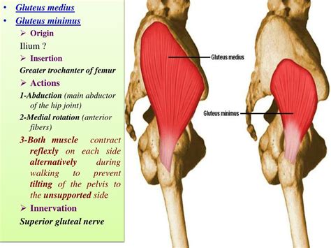 Superior Gluteal Nerve Anatomy