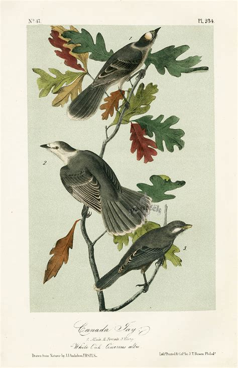 Audubon Bird Prints from Birds of America, 1st octavo edition 1840-1844