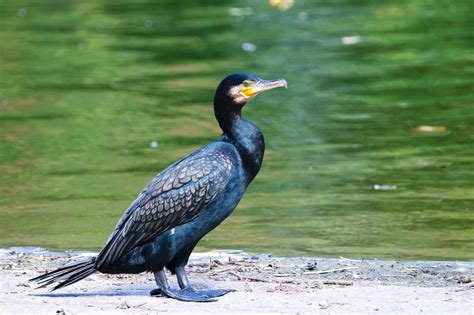 Cormorant Bird - Interesting Facts And Pictures - Birds Fact