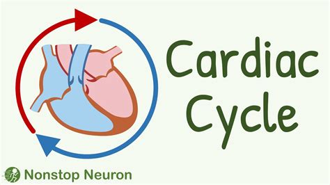 Cardiac Cycle Steps PDF: Systole Diastole Phases In Order, Heart Labeled Diagram, Definitions ...