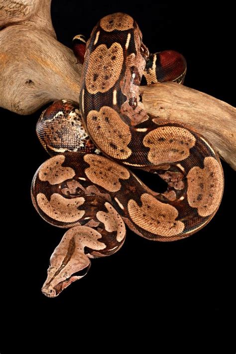 Red Tail Boa Care (Complete Guide): Morphs, Size, Enclosure, Feeding