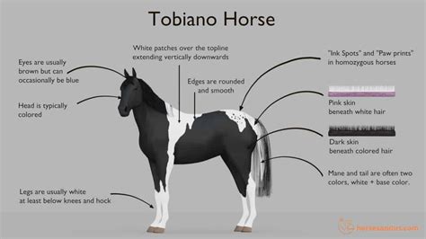 What is a Tobiano Horse? Traits, Genes, and Breeds.