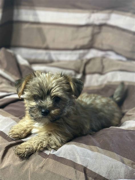 Teacup Yorkie - Male | PetClassifieds.com