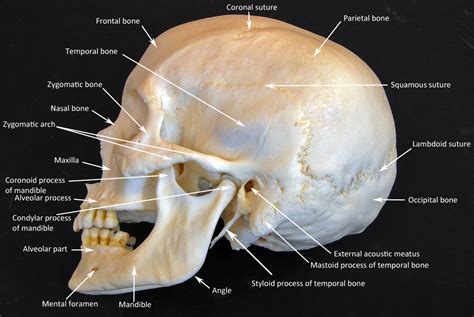 Skull labeled - HUMAN ANATOMY WEB SITE