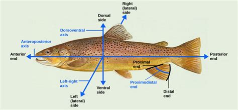 Organogenesis and Vertebrate Formation | Biology II