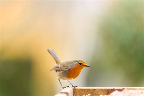 What do Robins eat? – Awesome Wildlife Co