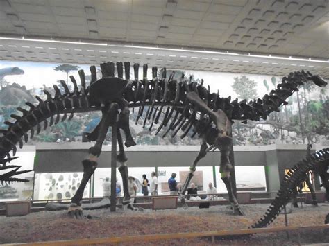 Uncommon Content: What the Brontosaurus skull can teach us about science