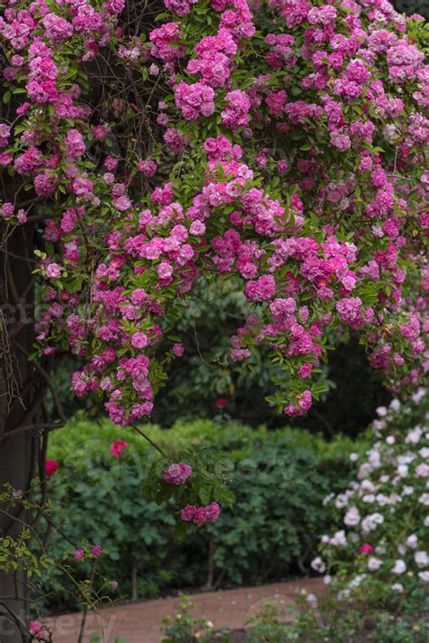 A climbing rose covered in pink blooms that cover the garden path ...