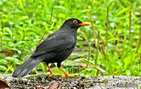 Glossy-black Thrush (Turdus serranus) - Peru Aves