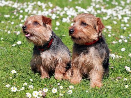 Norfolk Terrier Dogs | Breed Review | Argos Pet Insurance