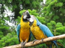 Kissing Parrots Free Stock Photo - Public Domain Pictures