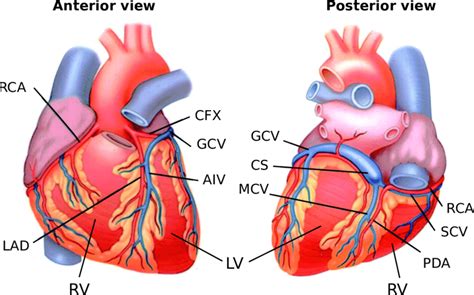 Anterior Cardiac Vein