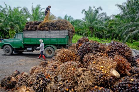 Droolin' Dog News: Why palm oil is so controversial