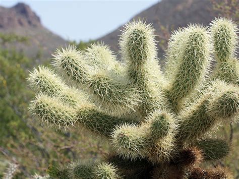 Find plants - Teddy Bear Cholla