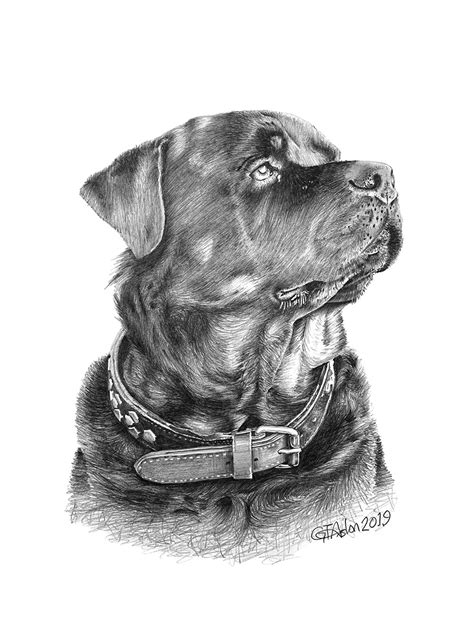 Rottweiler pencil portrait - Garry's Pencil Drawings