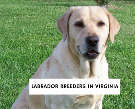 8 Best Labrador Breeders in Virginia!