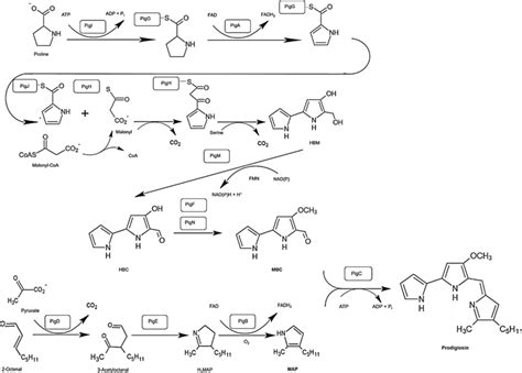 The bifurcated pathway of prodigiosin biosynthesis (Adapted from ...